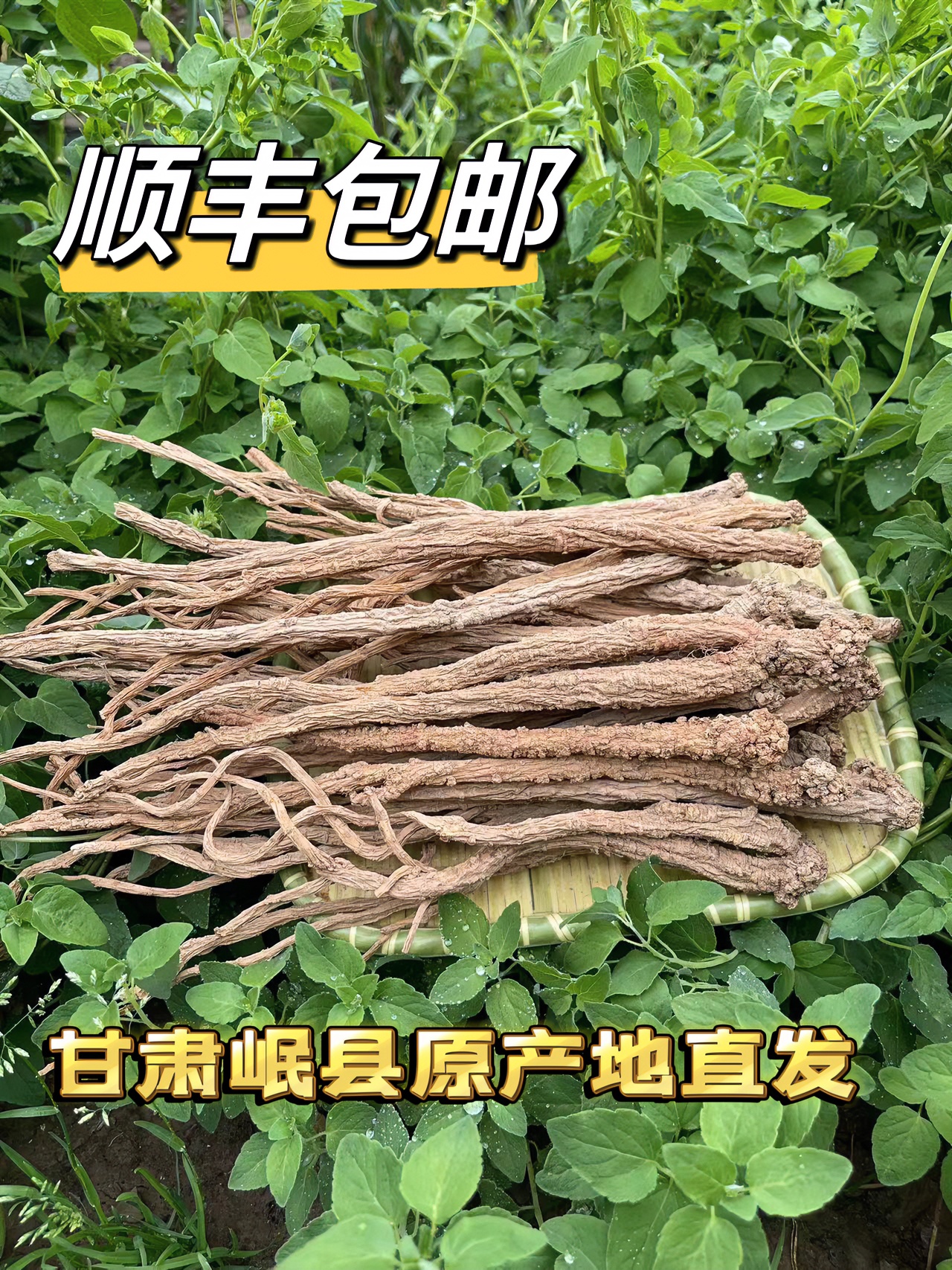【野外采集老党参】多年生搭配黄芪当归枸杞使用老年散装