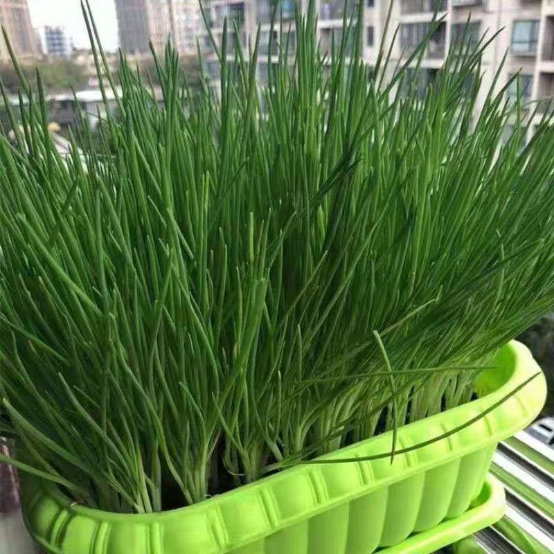 四季小分葱种子小香葱浓香型分葱四季种植蔬菜种植耐热生长耐寒