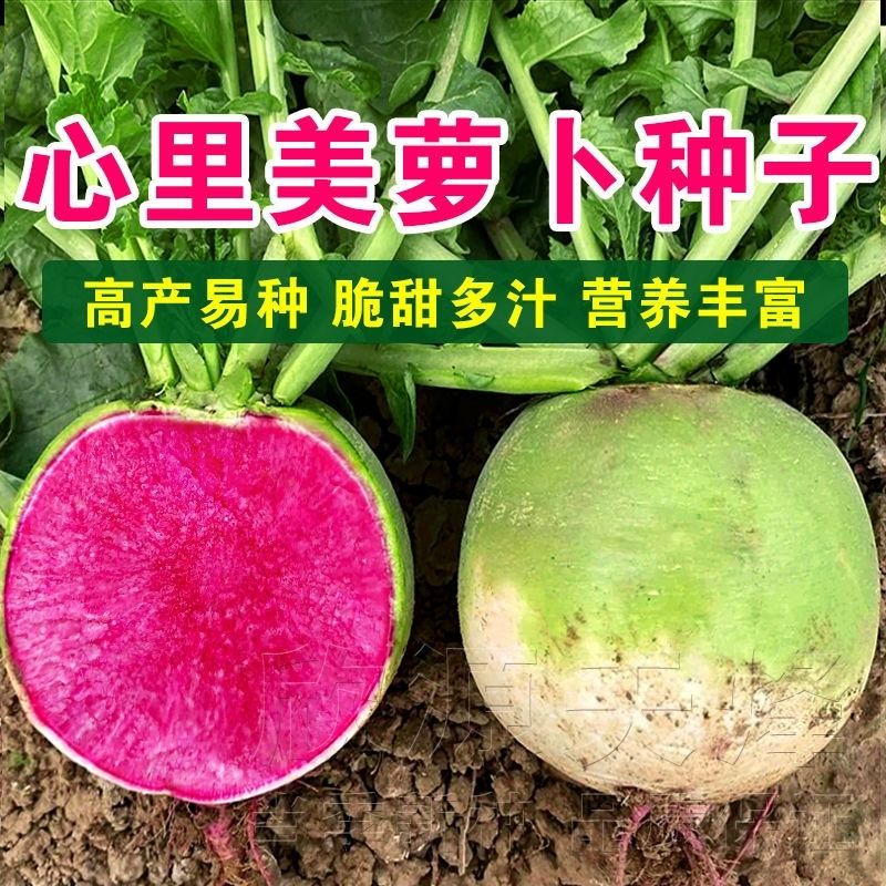 心里美萝卜种子甜脆西瓜萝卜青皮红心满堂红萝卜水果