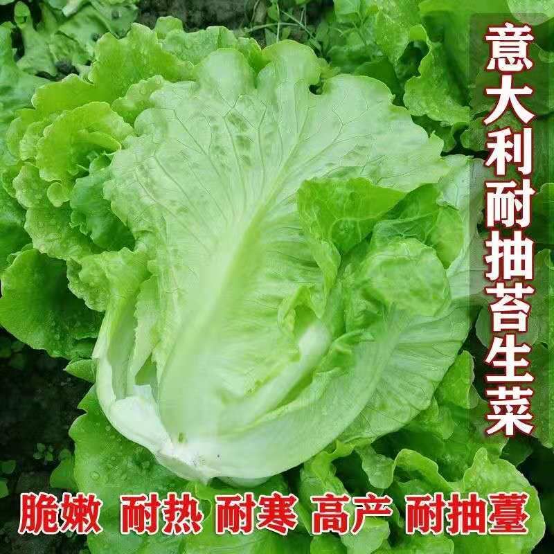 【意大利生菜种子】全年生菜王种籽高产四季蔬菜阳台菜种孑奶油苗