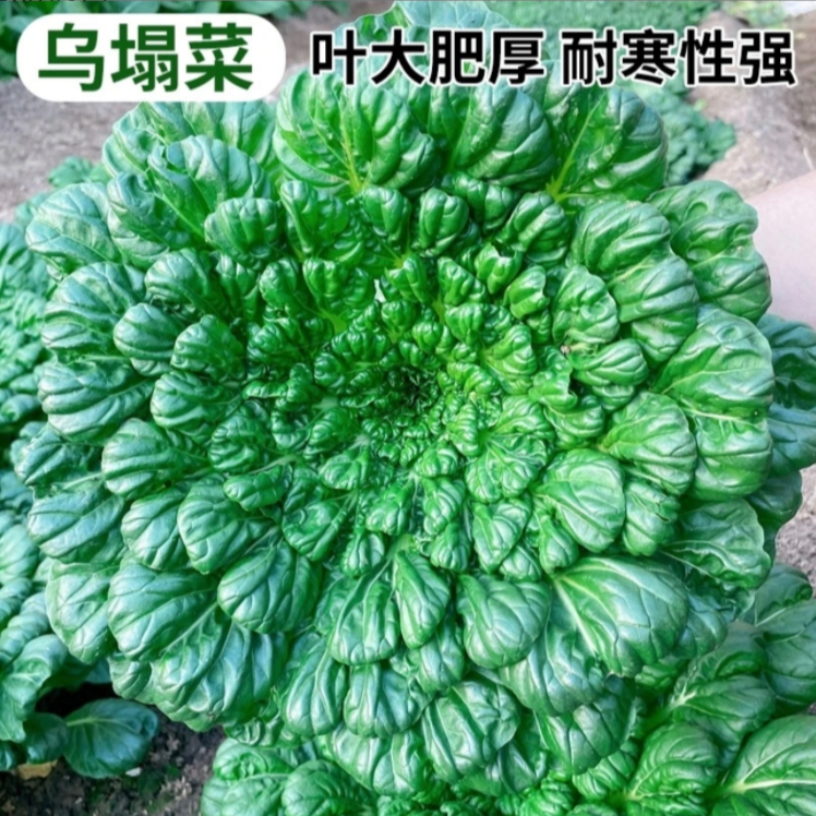 【耐寒速生乌塌菜种子】农田耐寒蔬菜高产纤维盆栽地栽四季种植