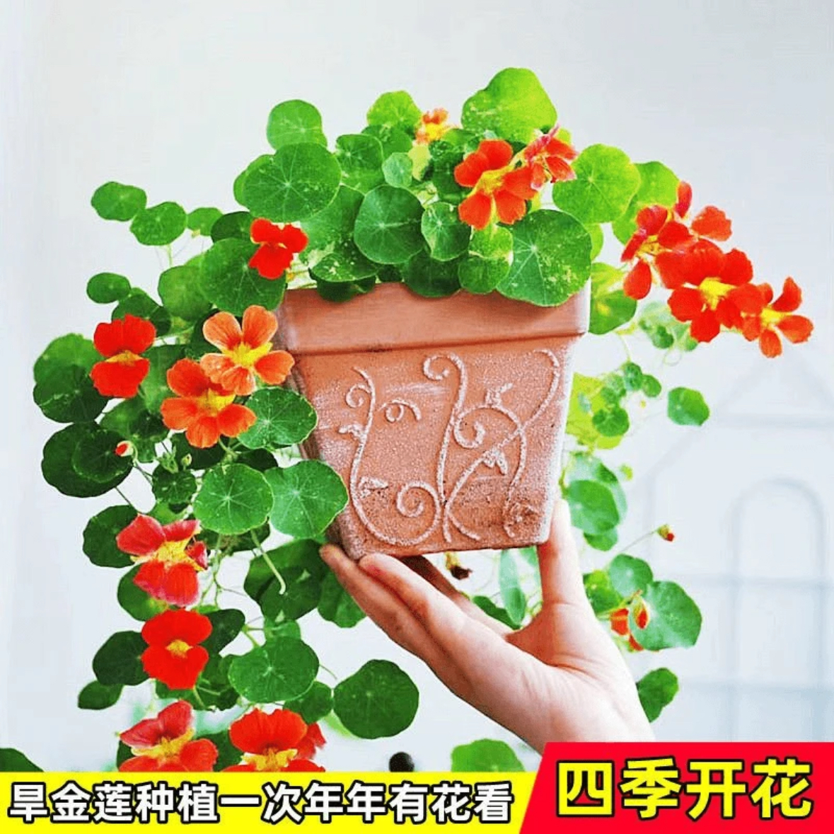 旱金莲种子垂吊爬藤花卉旱荷花种子四季种植庭院盆栽阳台耐寒