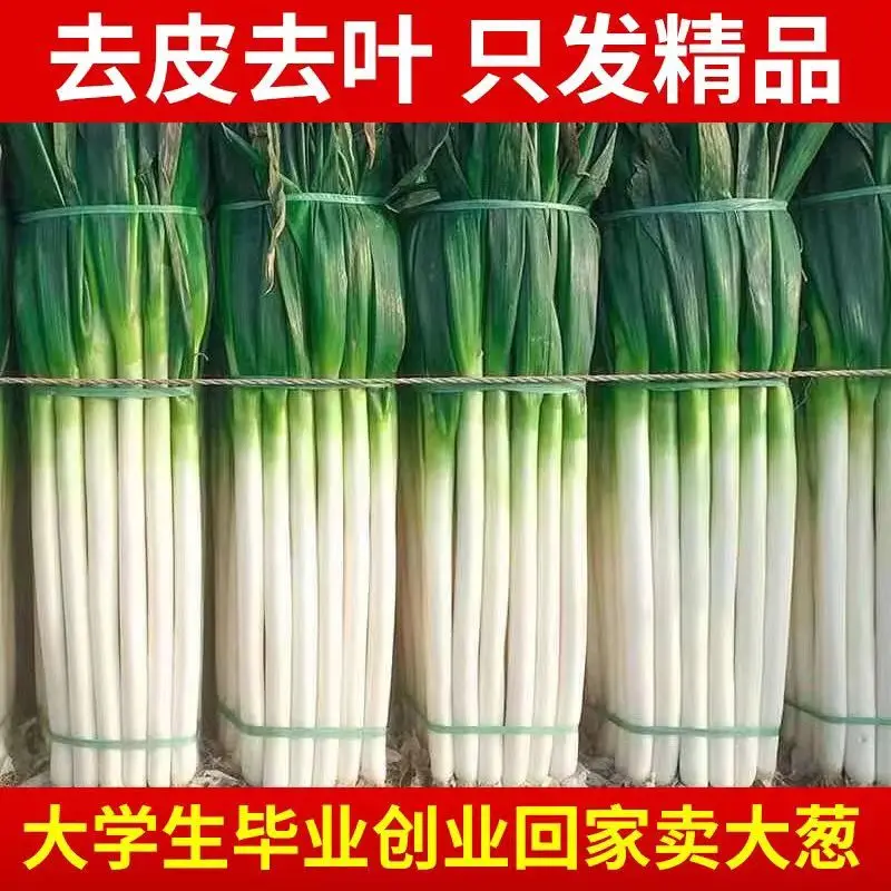 新鲜蔬菜大葱山东新鲜铁杆大葱批发食用现挖提斤提味好吃提味好吃