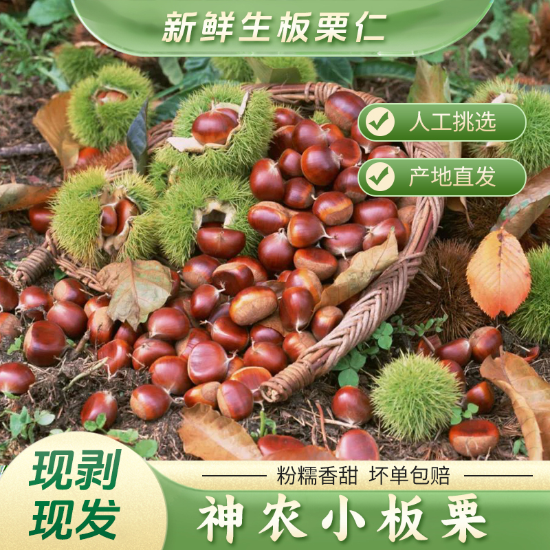 2025新鲜深山小毛栗子（5角硬币大小、偶尔有坏果）