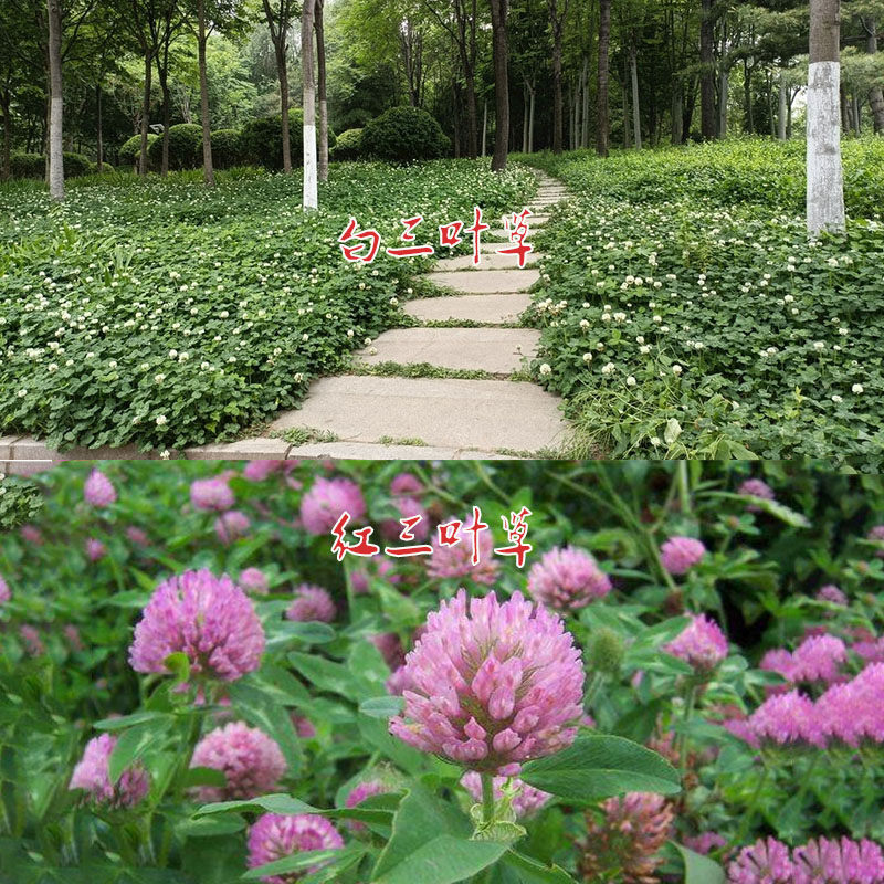 源头厂家三叶草白三叶红三叶草籽四季青草坪牧草果园绿肥四季播种