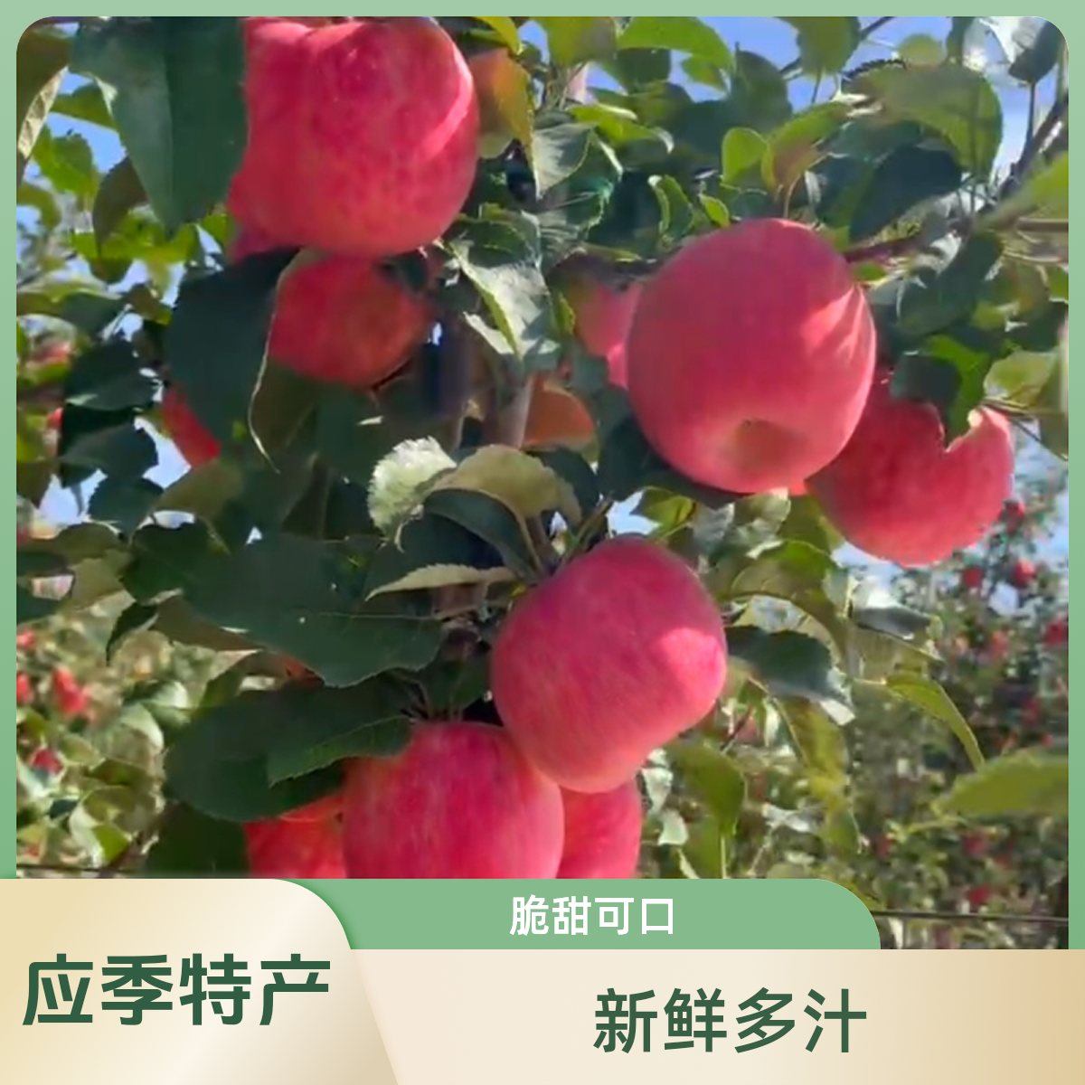 陕西应季高端品种秦脆苹果 脆甜多汁 口感丰富 新鲜采摘