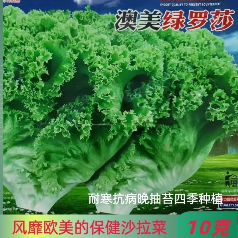 绿罗莎花叶生菜种子叶菜种籽轻食生吃包花边烤肉沙拉汉堡菜小菜园