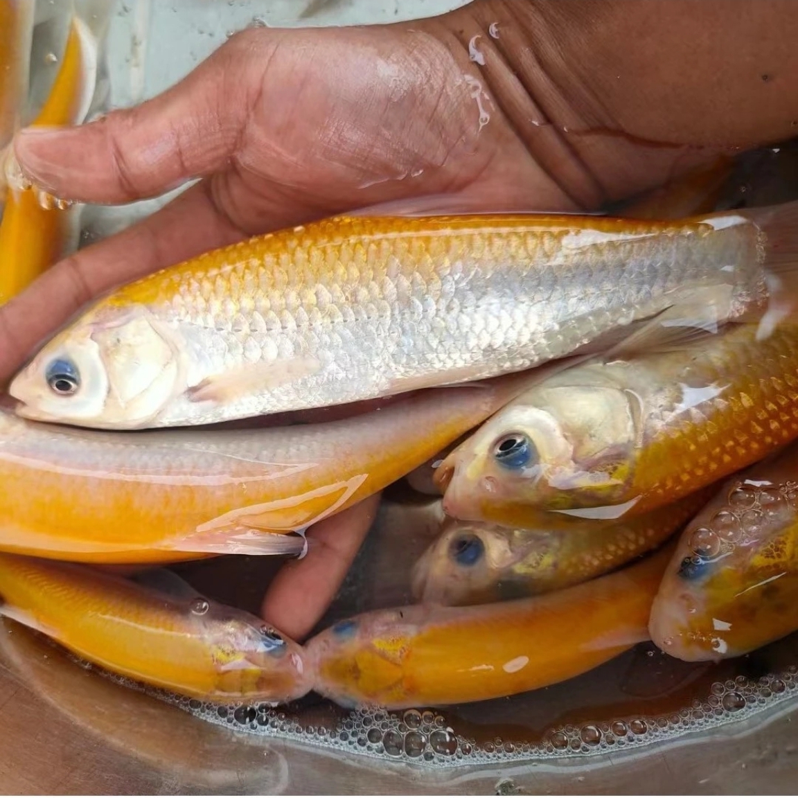 正宗金丝草鱼 金草鱼大规格 观赏鱼淡水鱼冷水鱼招财鱼发货养殖