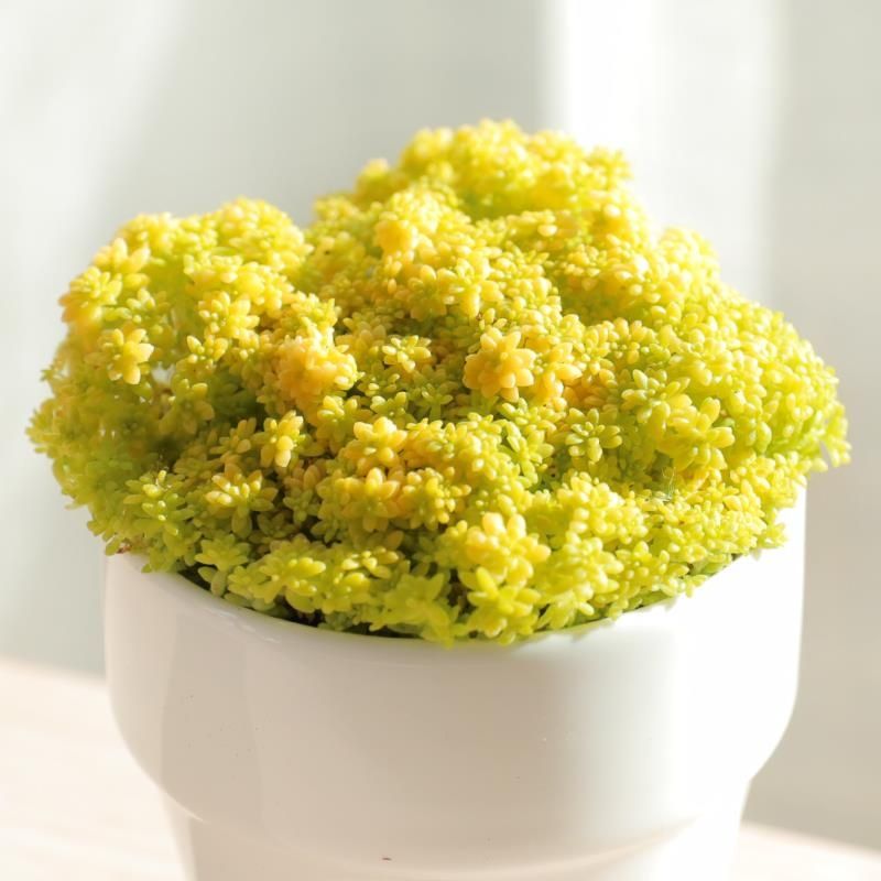 黄金万年草多肉植物 精选胭脂云姬星美人 阳台花卉盆栽办公室盆栽