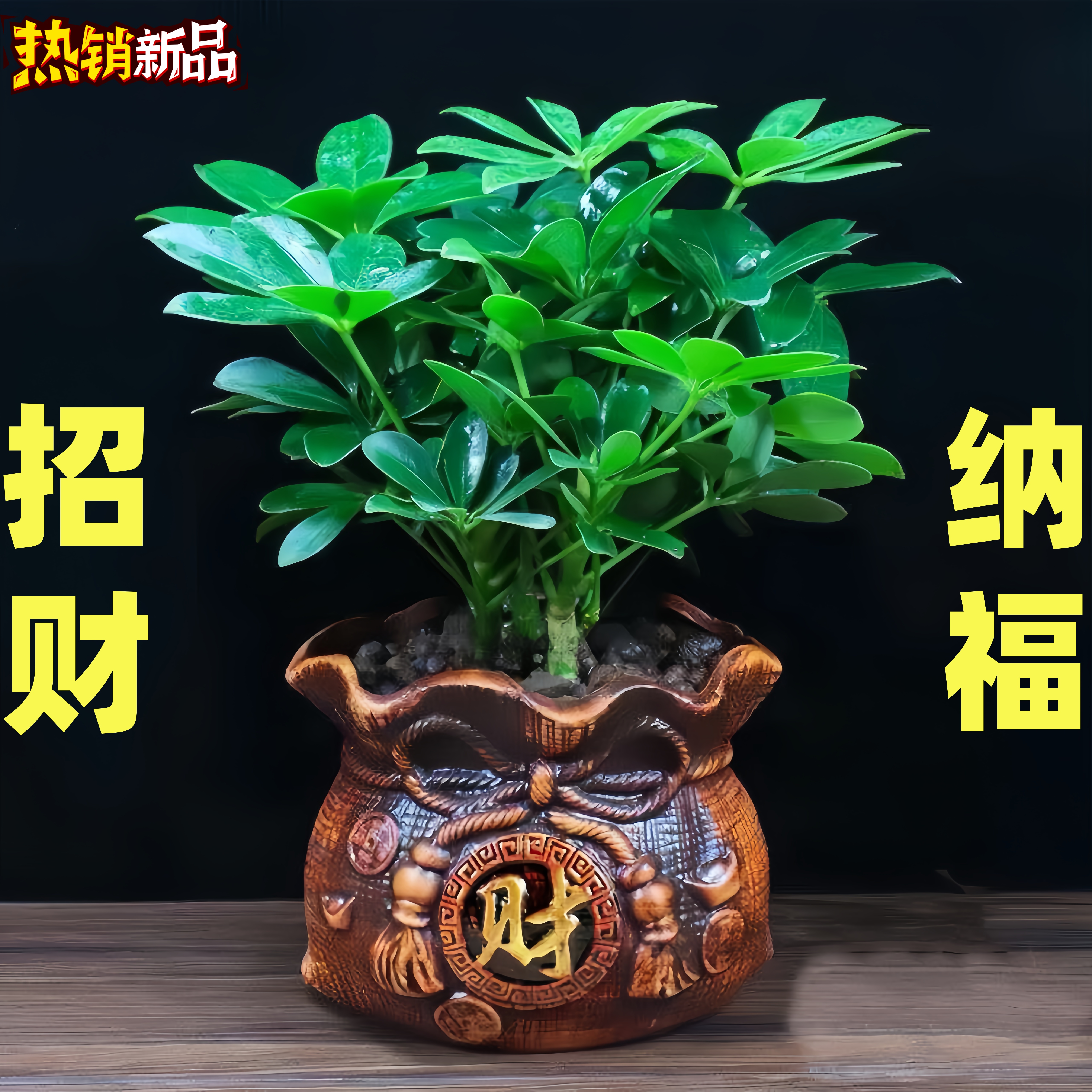 八方来财鸭脚木七叶莲室内客厅桌面小绿植盆栽花卉招财植物小盆景