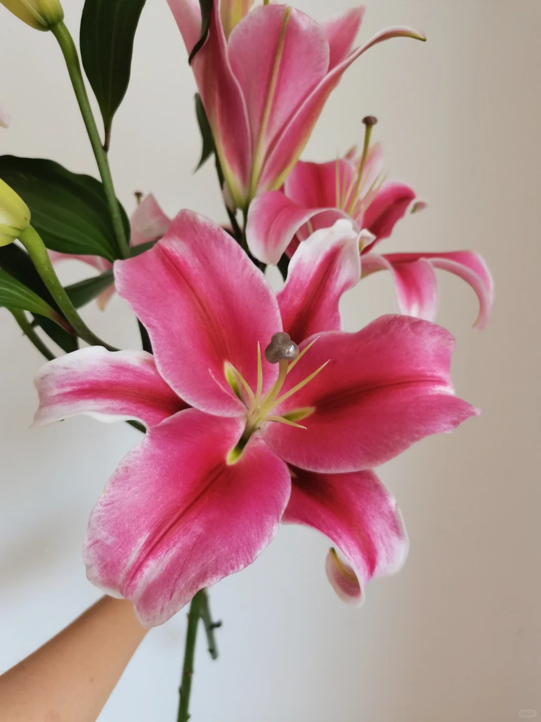 【源头优选】帕拉佐香水百合 任意2单鲜花包邮 发货后不支持退款