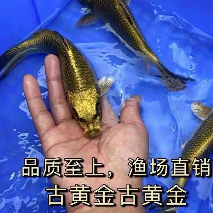 化身黄金锦鲤蝴蝶金鱼龙鲤包邮鲤鱼北方古金鱼锦鲤鱼观赏鱼