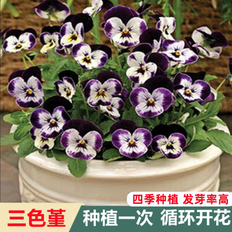 三色堇花种子重瓣室内阳台盆栽庭院角堇猫脸花蝴蝶花花卉