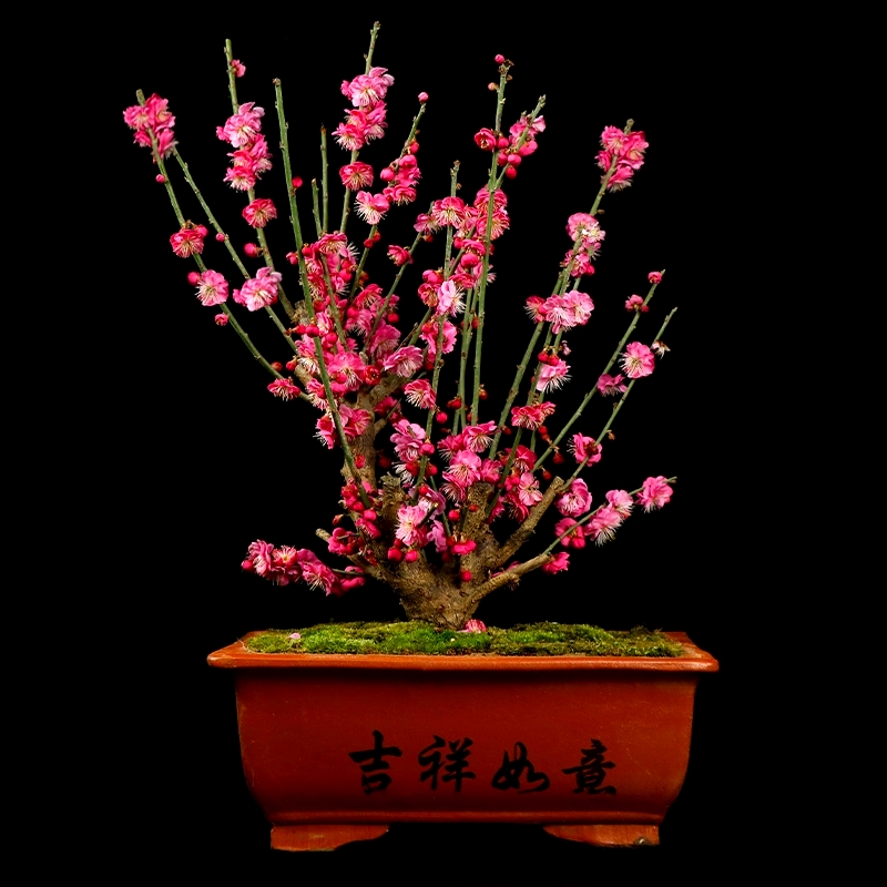 红梅梅花上档次盆景正宗好养花卉耐寒第一名植物室内庭院盆栽直销