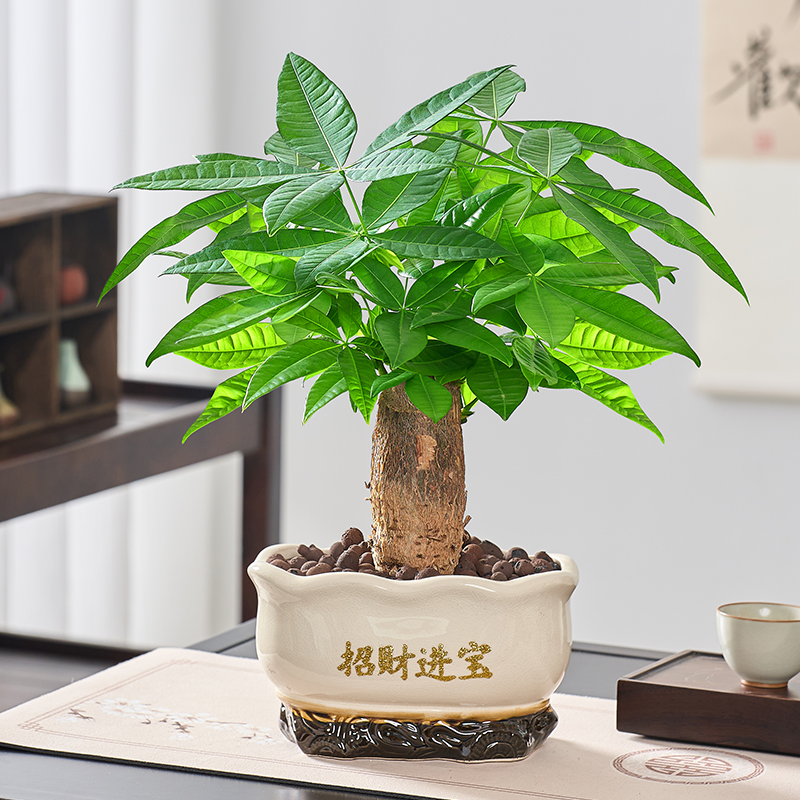 发财树桌面盆栽室内植物办公室客厅好养绿植四季净化空气花卉盆栽