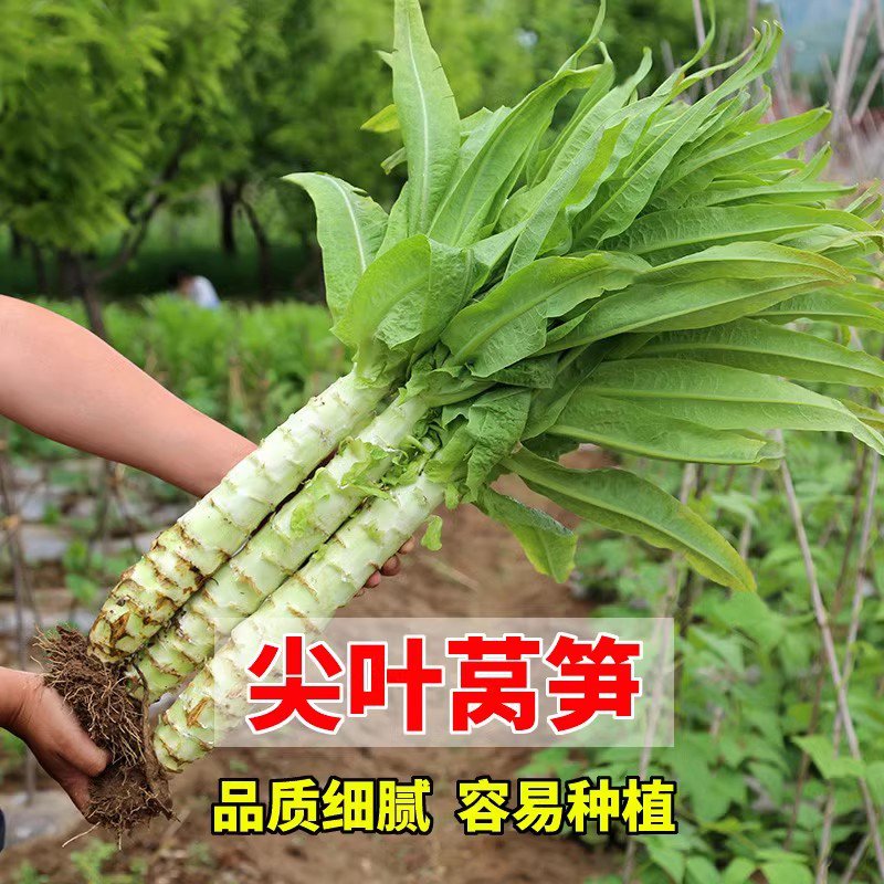 四季莴笋种子青皮绿肉香莴笋种子春秋冬阳台盆栽庭院蔬菜种子大全