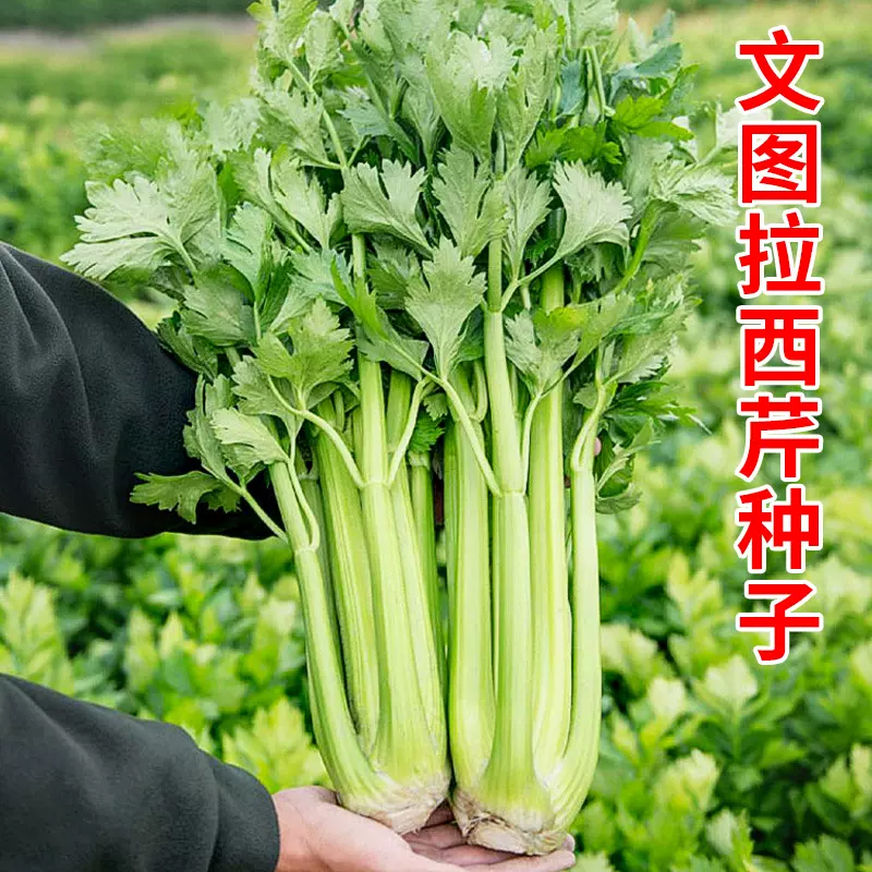 【全店满5/包免邮】四季大肉西芹菜种子四季播洋芹菜种子阳