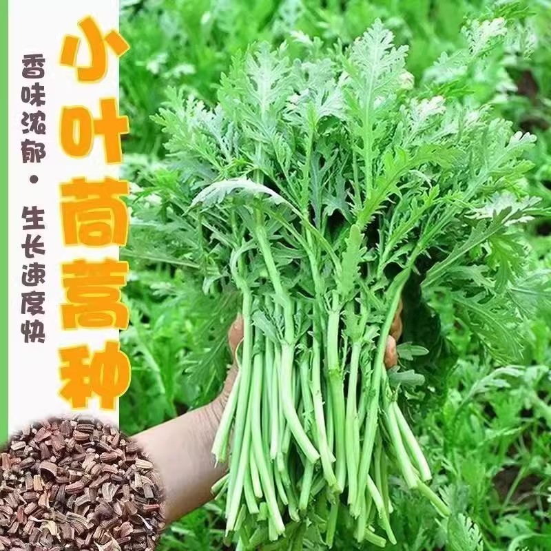 小叶茼蒿种子皇帝菜细杆火锅菜种子大全农家茼蒿种籽四季简蔬菜种
