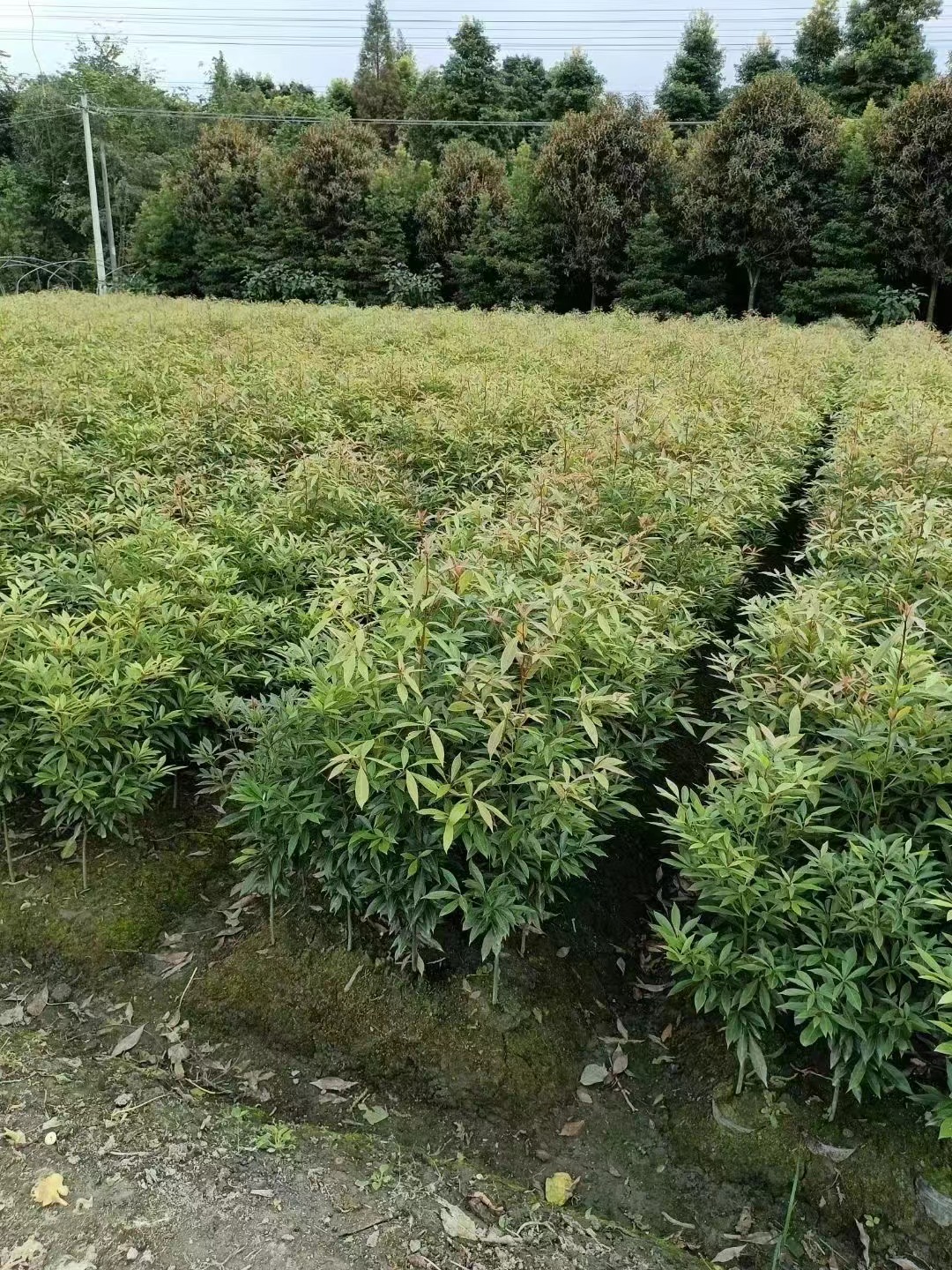 四川小叶桢楠金丝楠木树苗庭院绿植