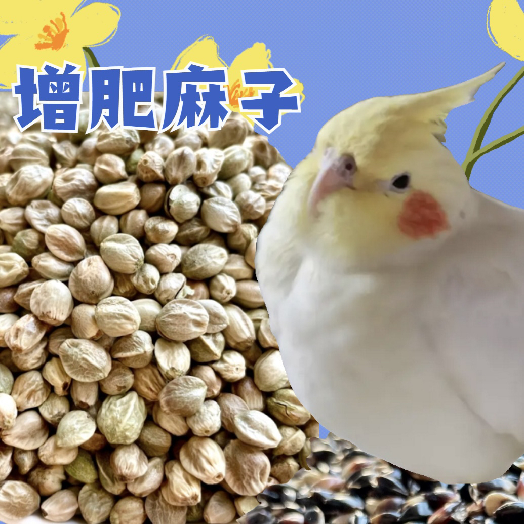 甘肃大颗粒麻籽仓鼠虎皮牡丹玄凤小太阳和尚高营养增肥鸟食换毛