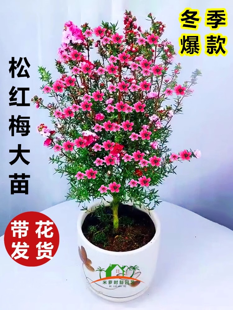 澳洲松红梅花卉盆栽带花苞四季绿植室内外阳台多色花耐寒好养植物