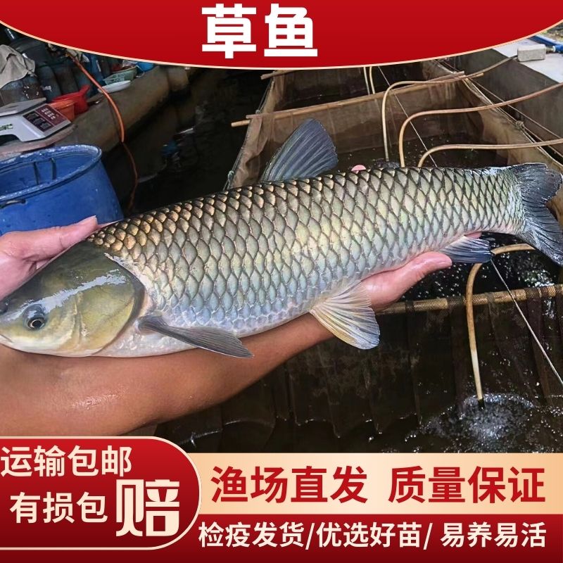 草鱼鱼苗鲩鱼草青生长大草鱼水族批发活体饲养鱼包邮大号包活