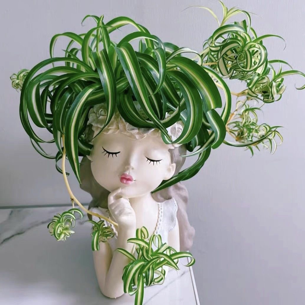 金心卷叶吊兰法国女郎邦尼室内外阳台净化空气吸甲醛水培网红盆栽