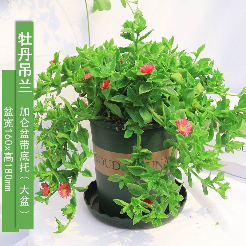 牡丹吊兰花盆栽蔓草太阳玫瑰羊角樱花阳台垂吊植物四季开花多年生