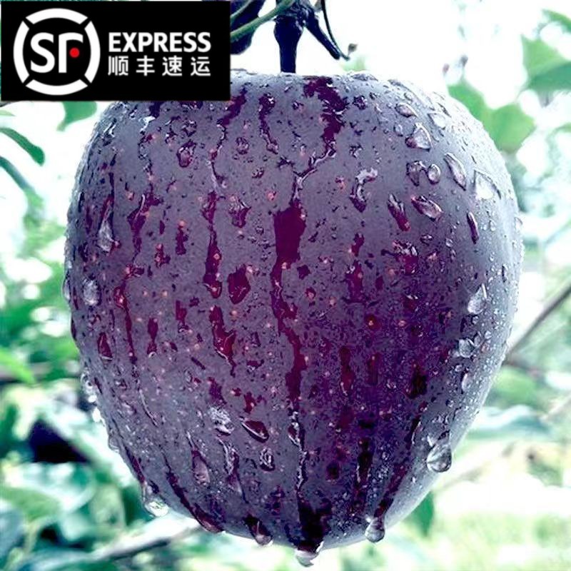 【顺丰包邮】云南昭通黑卡苹果黑钻黑色纯甜苹果新鲜当季现摘现发