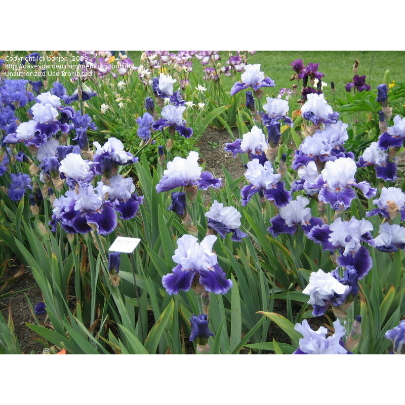 现挖德国鸢尾 新鲜裸根苗耐寒耐旱多年生宿根花园植物