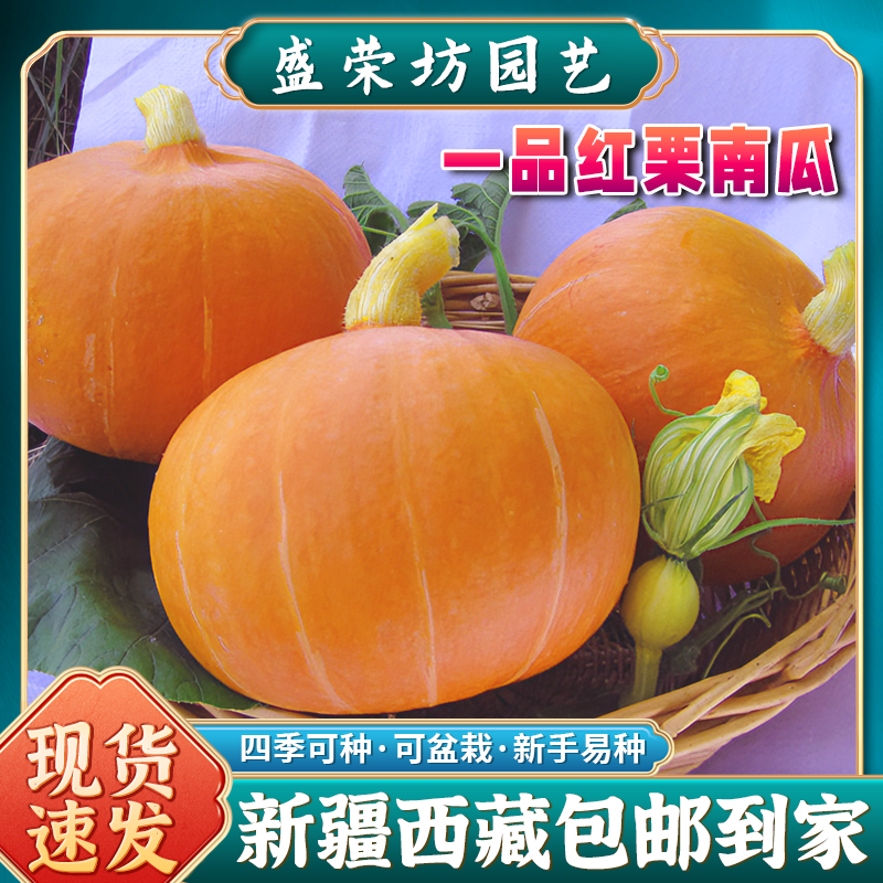 【新疆西藏包邮】一品红甜栗南瓜种子红贝贝西洋南瓜四季蔬菜种孑