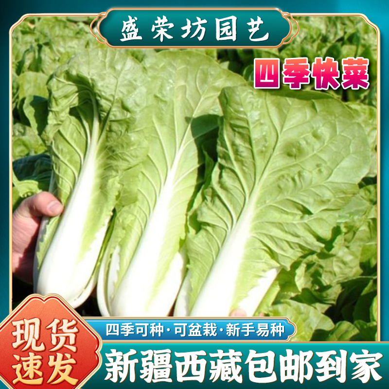 【新疆包邮】四季快菜种子耐热耐湿高产小白菜阳台庭院蔬菜种子