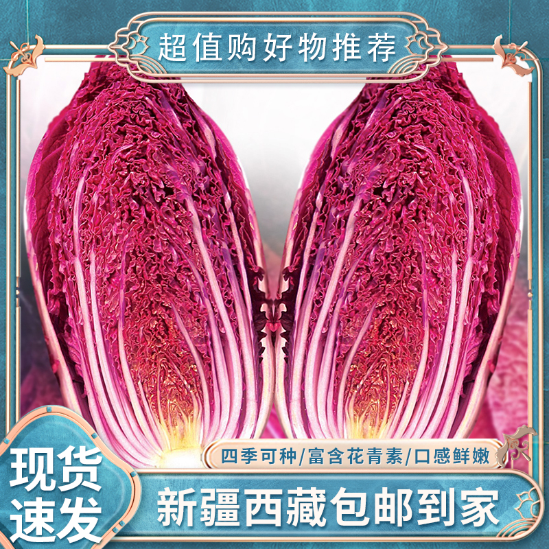 【新疆包邮】可盆栽紫白菜种子红色大白菜秋天冬季四季菜蔬菜籽子