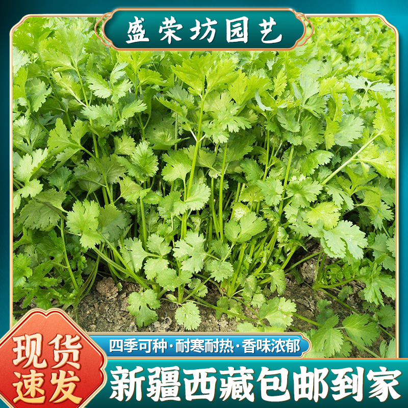 【2袋装丨新疆包邮】四季香菜种子苗大叶芫荽阳台种菜盆栽种籽孑