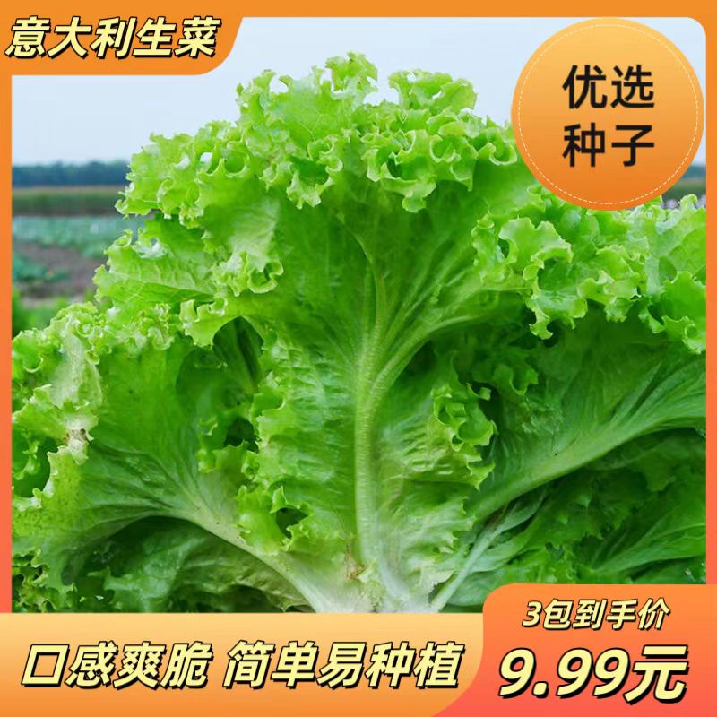 【意大利生菜】耐抽苔半结球生菜生吃脆甜奶油生菜耐高温四季