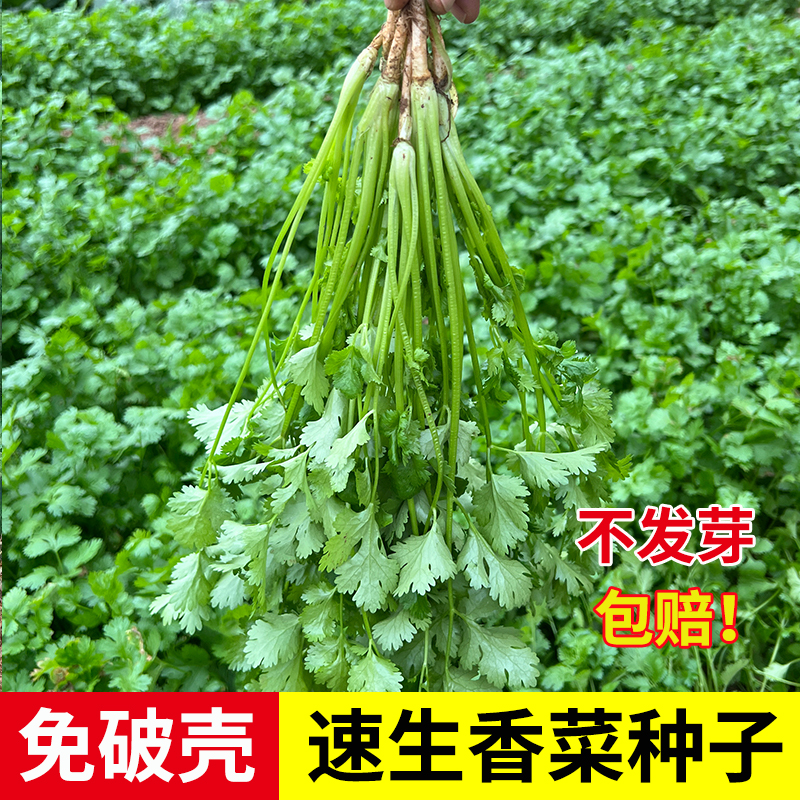【香菜种子】四季老品种免破壳秋季耐寒热香菜籽厂家