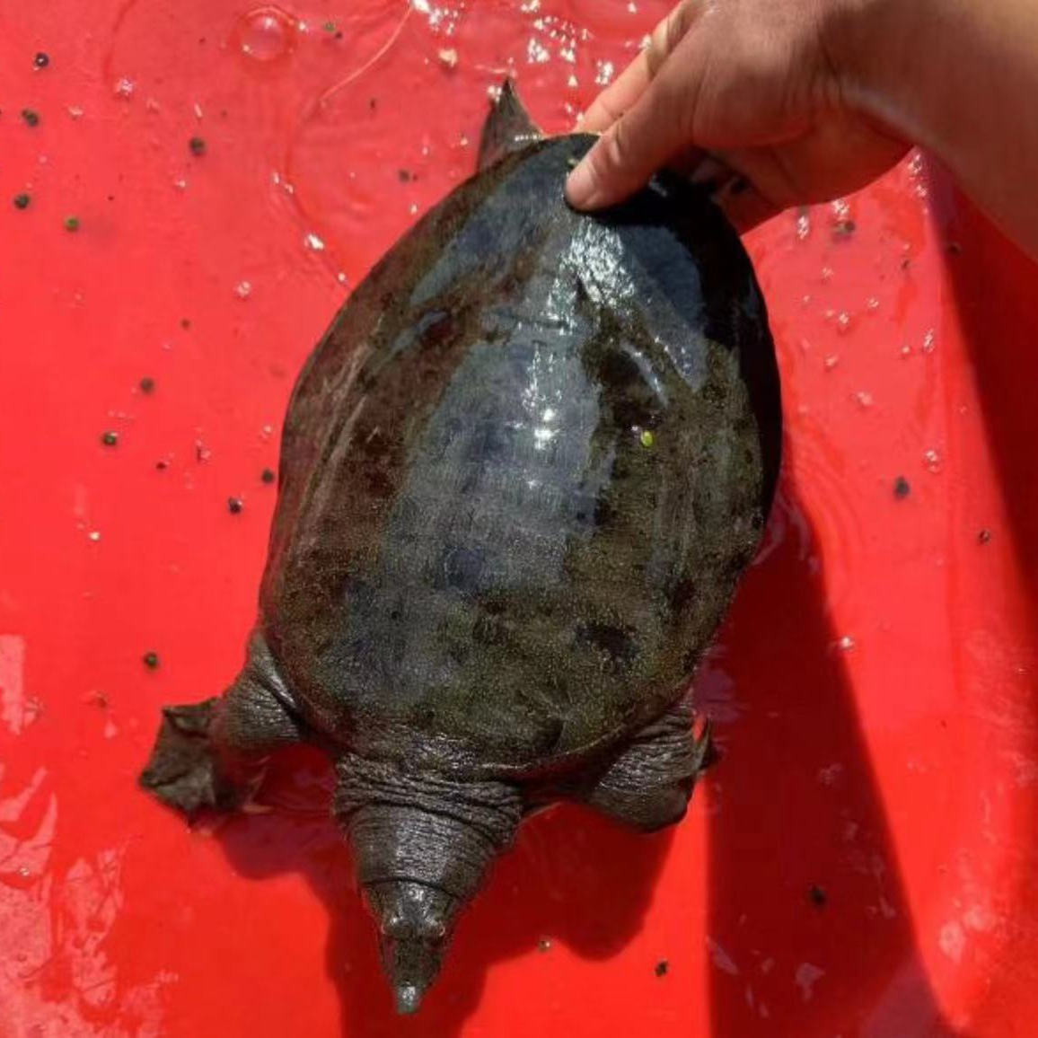 湖北洪湖土甲鱼（一物一拍）包土甲鱼水老鳖洪湖小卢甲鱼鲜活水鱼