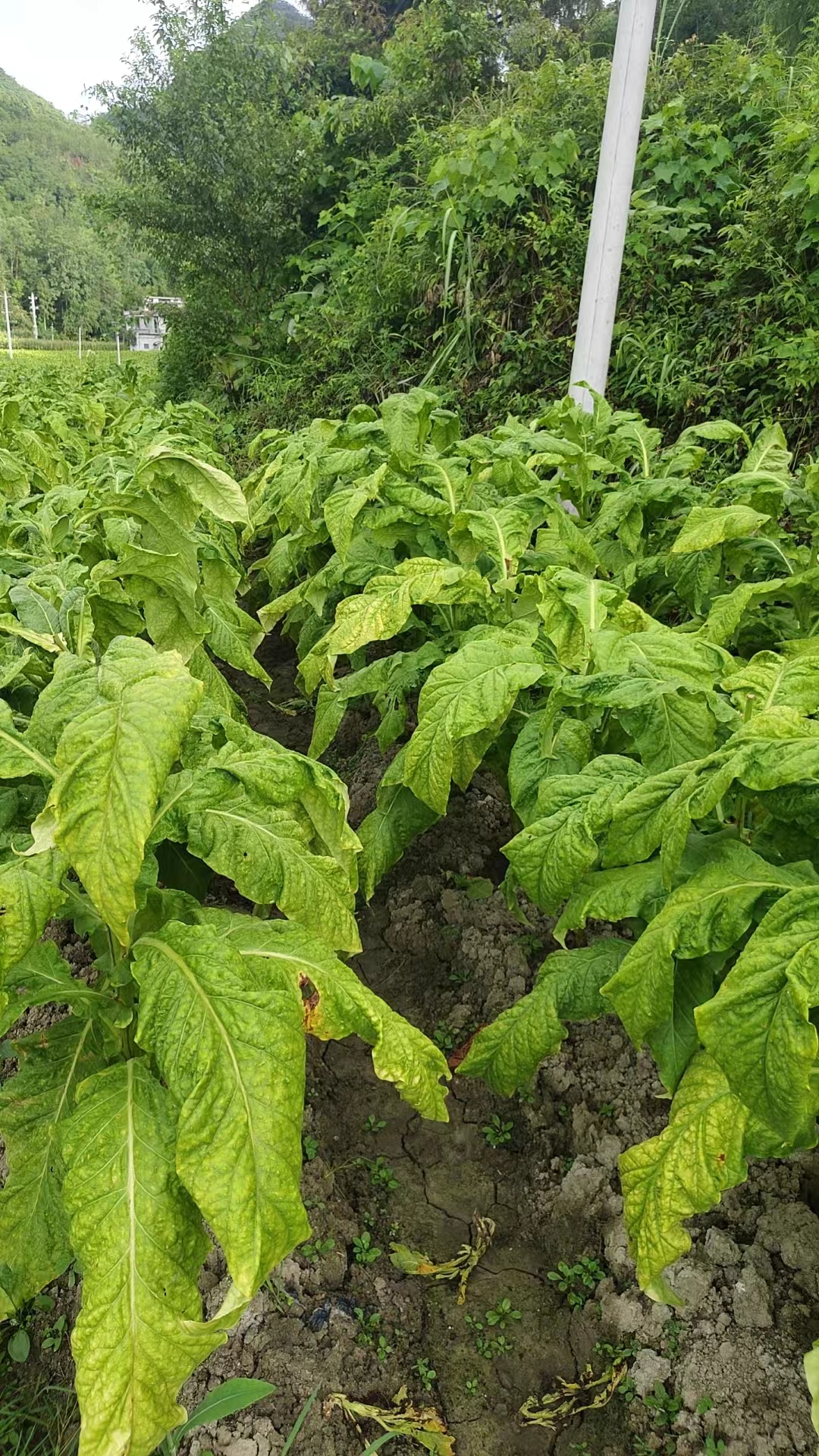 大红甲正品大红甲4升每壶喷雾器26亩左右烤烟大红甲落黄专用