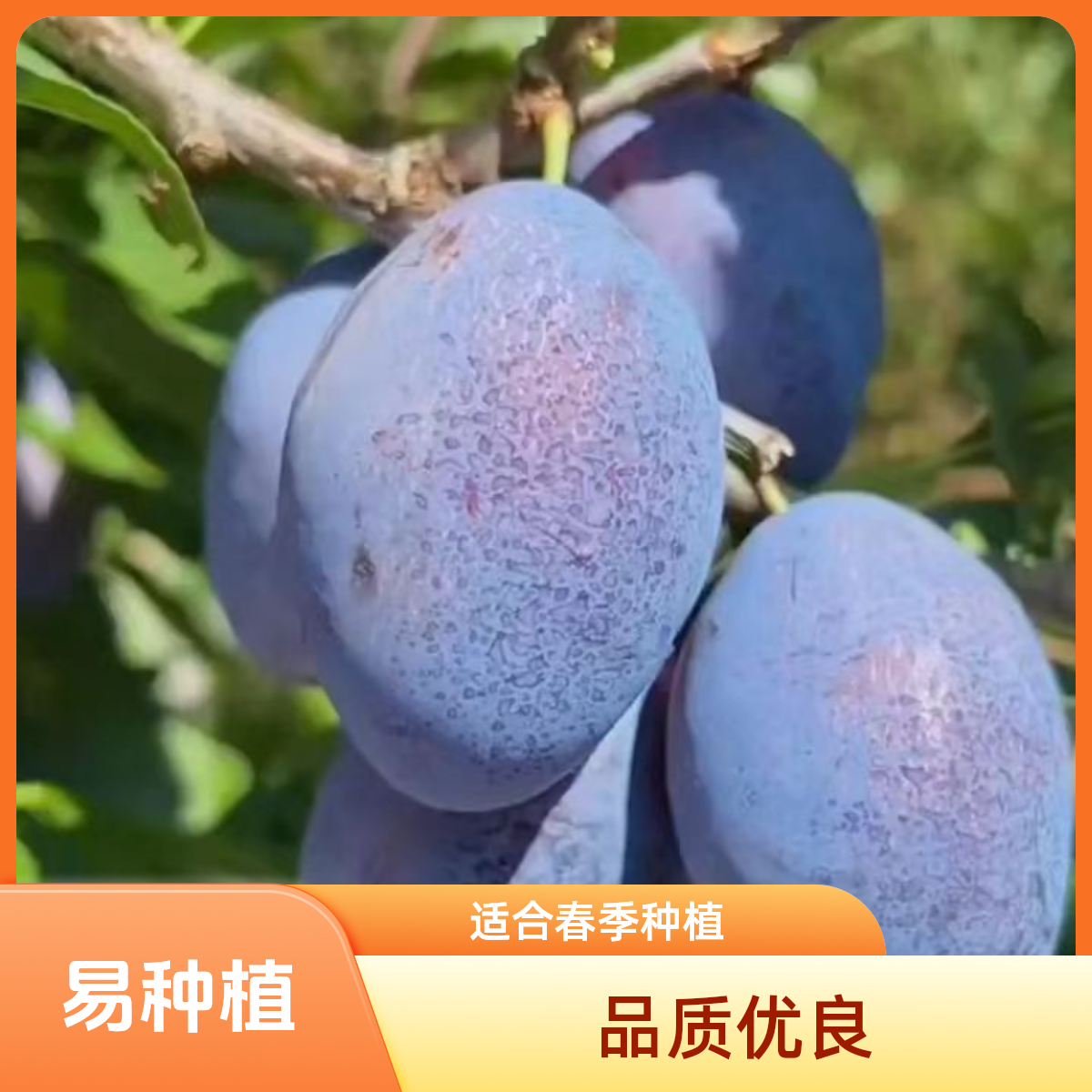 树界（西梅苗）纯甜无酸成活率高原杯原土发货品质优良易种植文旅