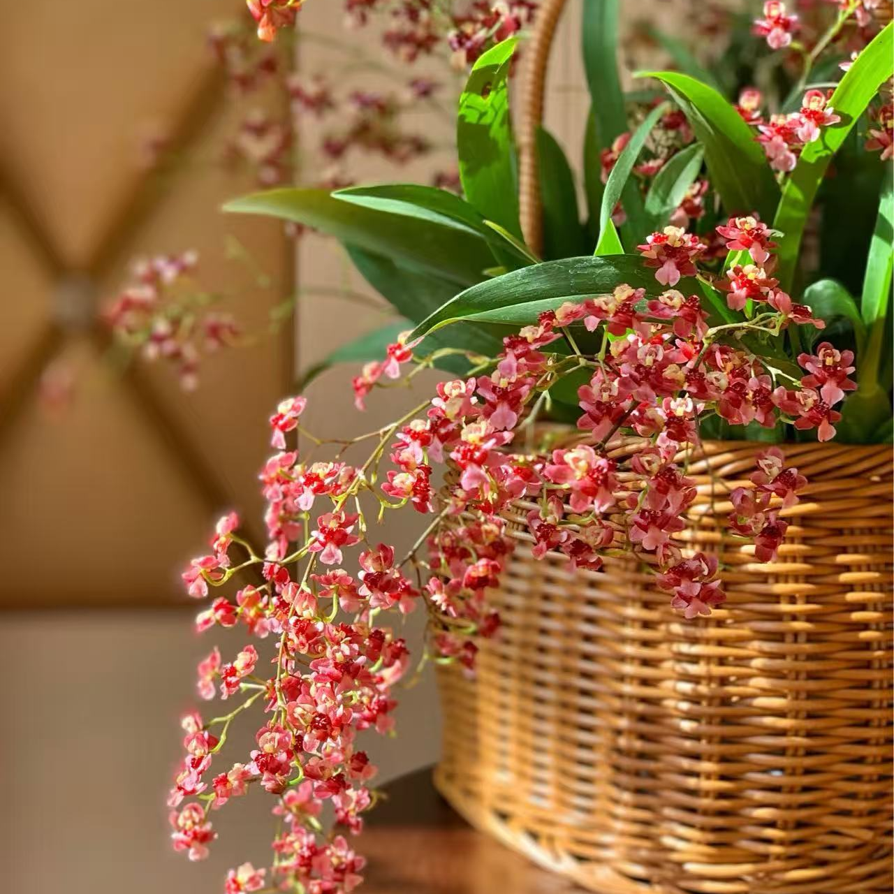 【梦香兰满堂红】7枝花剑起发  满屋飘香室内盆栽花卉绿植桌面好养
