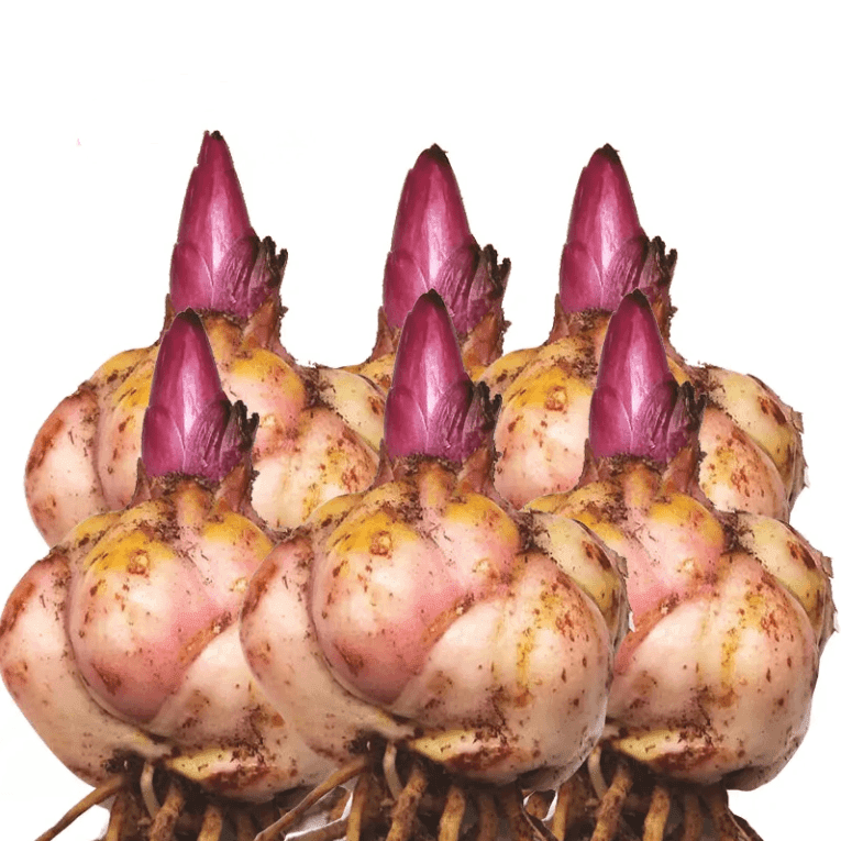 【带芽】进口香水百合花种球种浓香型花卉庭院阳台耐寒室内绿植盆栽