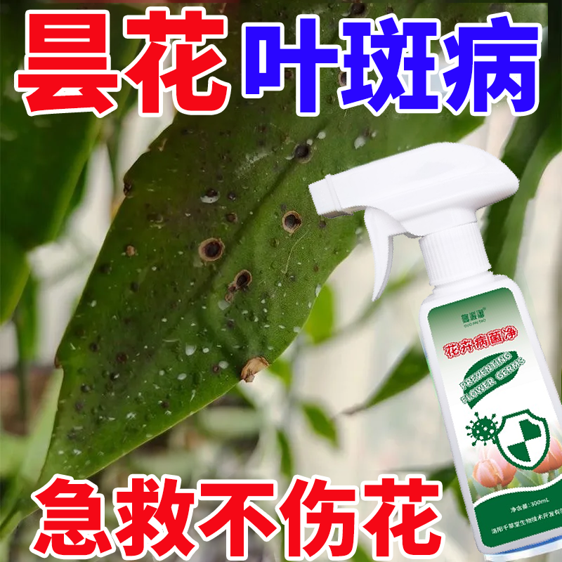 园艺花卉绿植抑菌病昙花病菌净灰霉病枯叶炭疽叶斑病黑斑病营养液