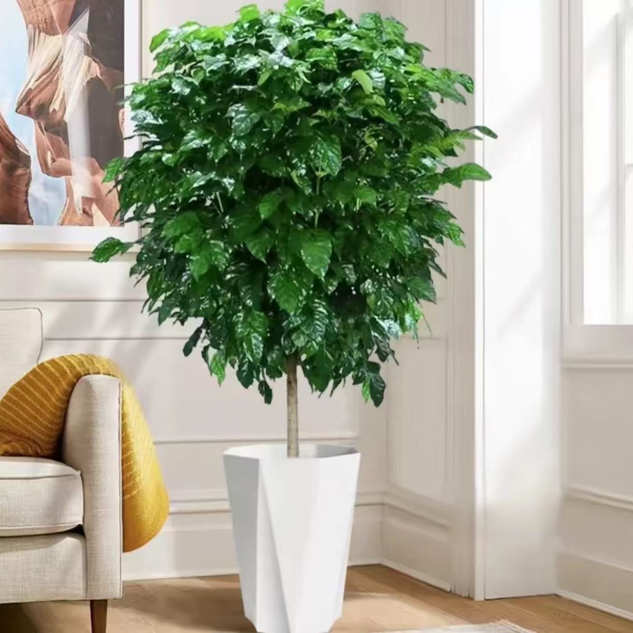 【京东送货上门】1.1-1.3m独杆幸福树棒棒糖净化空气吸附甲醛