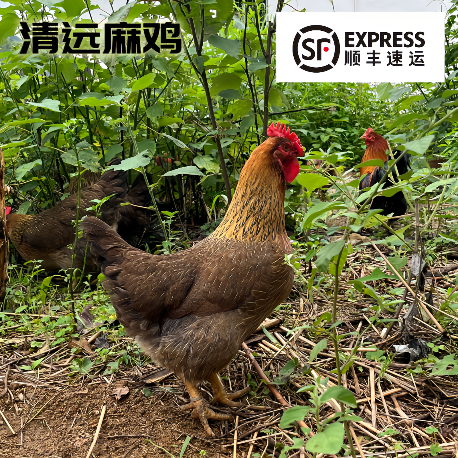广东清远阳山农村高山散养鸡项养足220以上  顺丰冷链发货