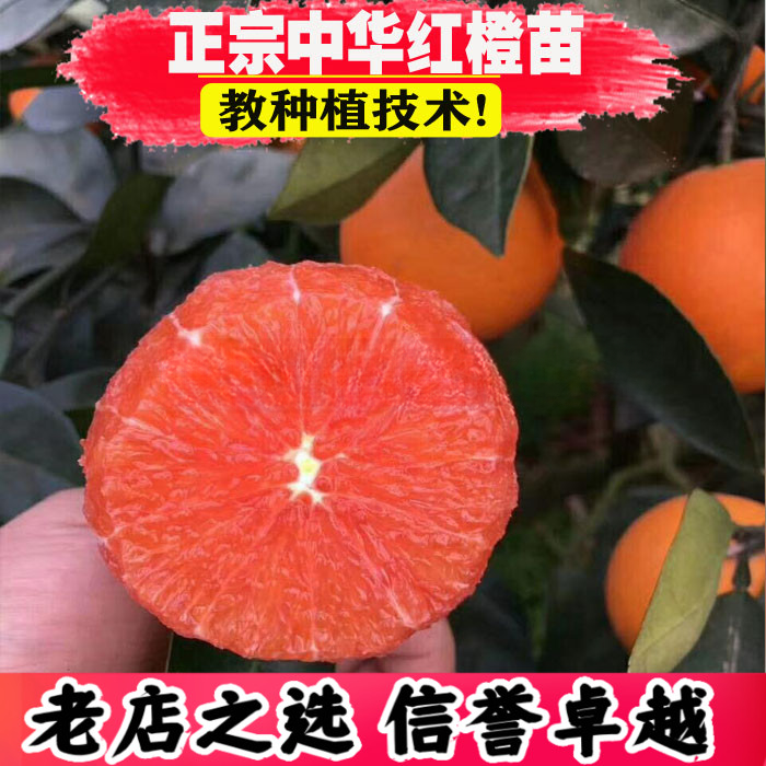 橙子树苗中华红橙子嫁接水果苗南方北方种植品种盆栽地栽当年结果