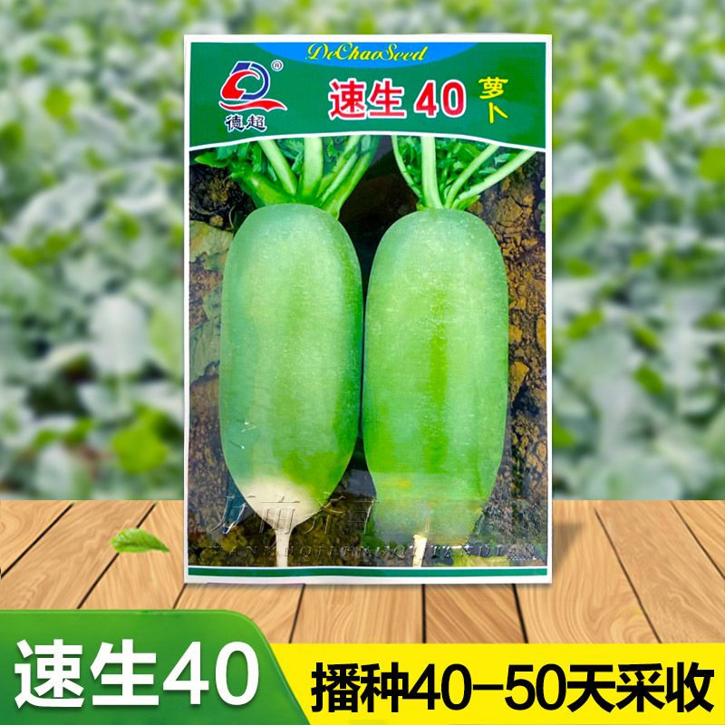 万亩齐丰 萝卜种子速生40萝卜种籽夏秋季播绿萝卜种孑