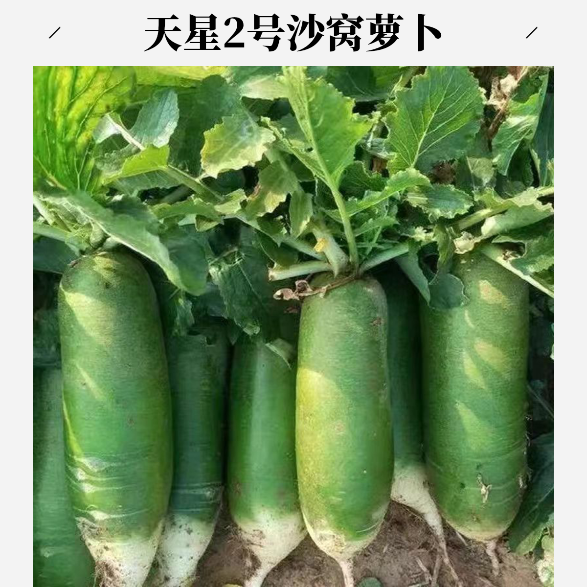 【天星2号】潍坊特产水果萝卜青萝卜新鲜现挖脆甜多汁爽口适合生吃