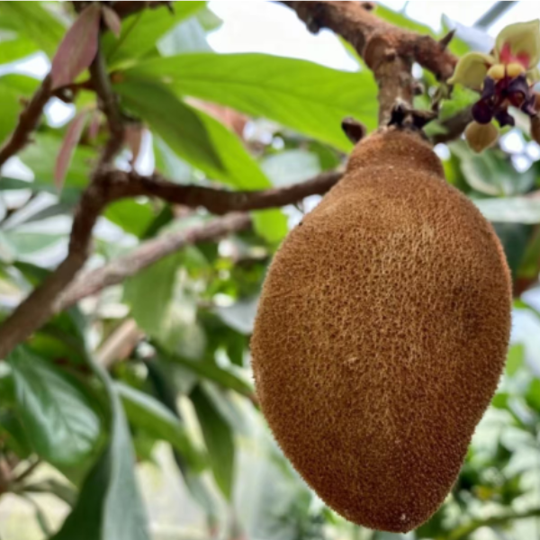 【古布阿苏果】树苗耐寒新品种南北方种植当年结果古布阿苏果树苗