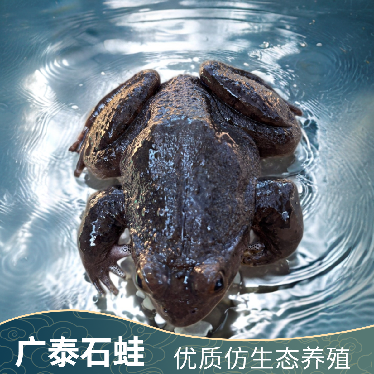 【直播专属】石蛙鲜活正宗石鸡石蛤石洞生鲜包活到家顺丰包邮