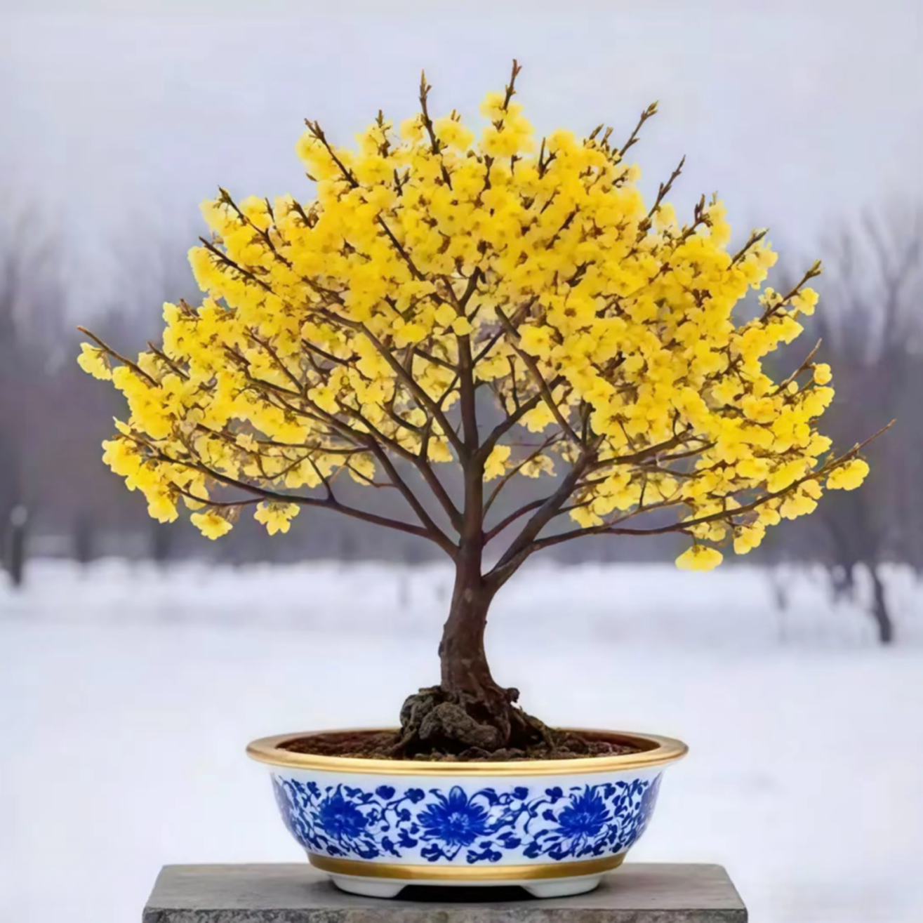 【带芽苞】腊梅梅花盆栽地栽老桩浓香型耐寒植物冬天开花庭院花卉